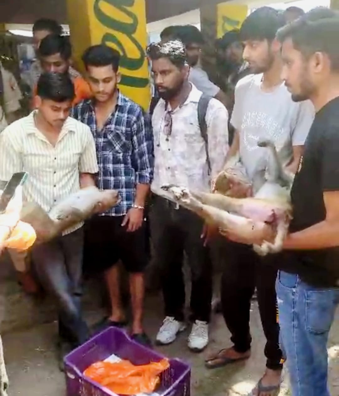 किला चावल मंडी में 6 बंदरों की मौत 2 की हालत गंभीर